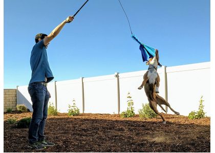 training pole for dogs