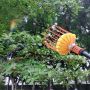 Light weight strong extension pole with far reaching distance as fruit picking tool