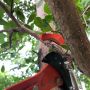 custom Color flip lock pro adjustable aluminum extension rod sign OEM Aluminum Telescopic Pole with telescopic tree pruner 